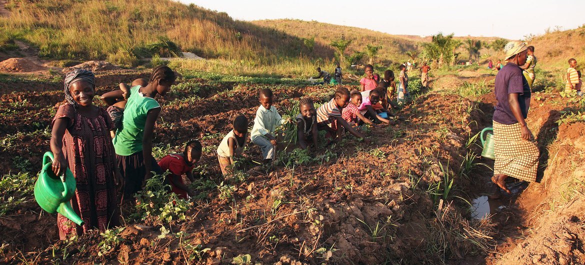 زنان و کودکانی که در اثر خشونت آواره شده‌اند، در باغ سبزی خود در کالمیه، تانگانیکا کار می‌کنند، جایی که فائو بذر و ابزاری را فراهم می‌کند تا خانواده‌های آواره و جمعیت محلی بتوانند سبزیجات بکارند.