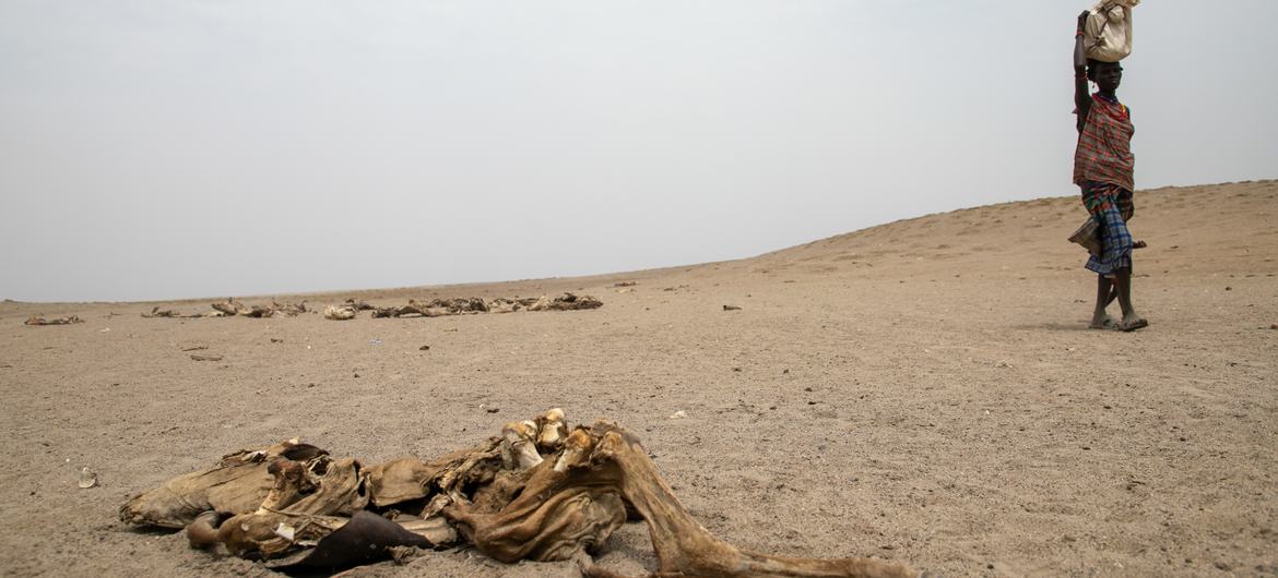جوامع در اومو جنوبی، اتیوپی، دام های خود را به دلیل خشکسالی از دست می دهند.