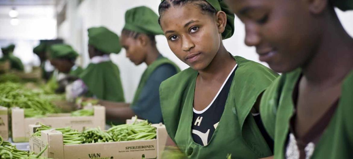 کارگران زن جوان در مزرعه ای در آدیس آبابا، اتیوپی، لوبیا بسته بندی می کنند.