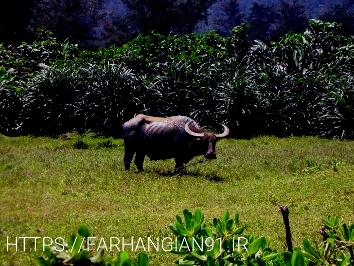 What do animals eat